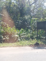 Hedychium coronarium