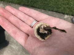 Leucoagaricus americanus
