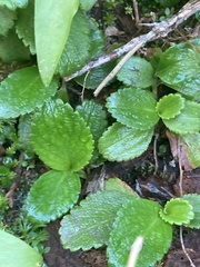 Leptarrhena pyrolifolia
