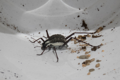 Stenocara gracilipes