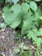 Sanguinaria canadensis