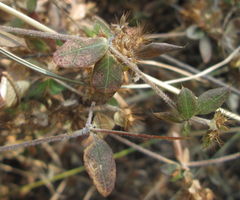 Blepharis maderaspatensis
