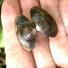 Corbicula fluminea