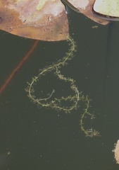 Utricularia minor