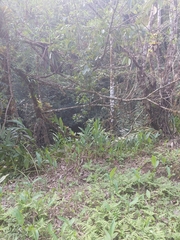 Hedychium coronarium