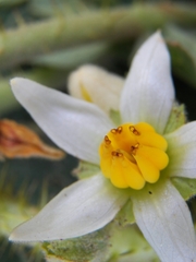 Solanum hirtum