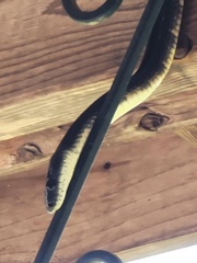 Pantherophis obsoletus
