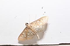Herpetogramma