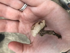 Leucoagaricus americanus