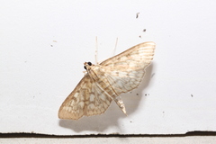 Herpetogramma