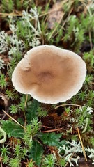 Ampulloclitocybe clavipes