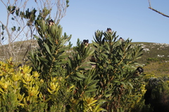 Protea lepidocarpodendron