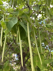 Catalpa speciosa
