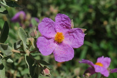 Cistus albidus