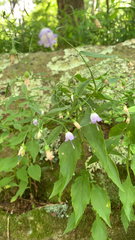 Campanula divaricata