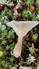Ampulloclitocybe clavipes