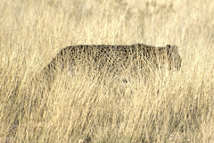 Leopardus geoffroyi