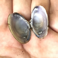 Corbicula fluminea