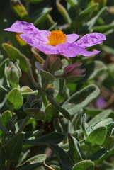Cistus albidus