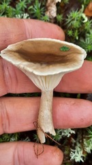 Ampulloclitocybe clavipes