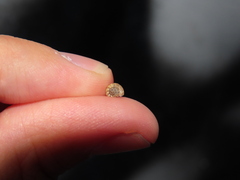 Microxeromagna lowei