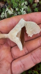 Ampulloclitocybe clavipes
