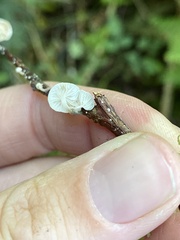 Marasmiellus candidus