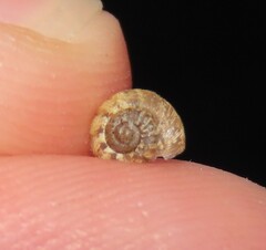 Microxeromagna lowei