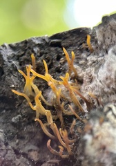 Calocera cornea