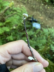 Marasmiellus candidus