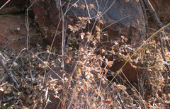 Blepharis maderaspatensis