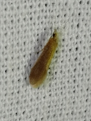 Pterygota