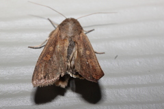 Mythimna