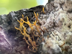 Calocera cornea
