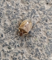 Chlorochroa pinicola