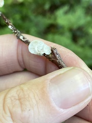 Marasmiellus candidus