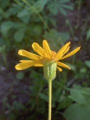 Arnica