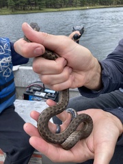 Thamnophis elegans vagrans