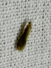 Pterygota