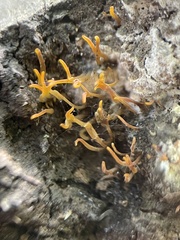 Calocera cornea