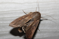 Mythimna