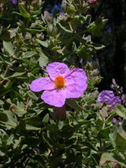 Cistus albidus