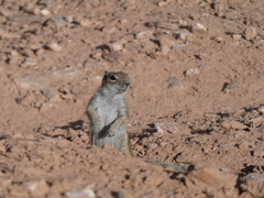 Atlantoxerus getulus