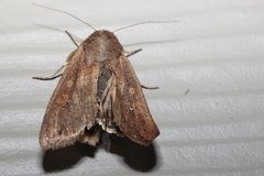 Mythimna