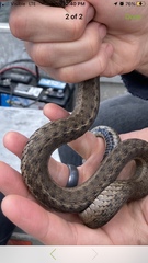 Thamnophis elegans vagrans