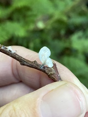 Marasmiellus candidus