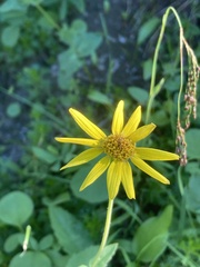 Arnica