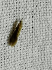 Pterygota