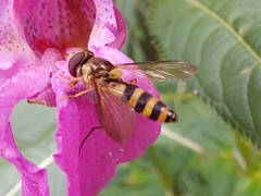 Meliscaeva cinctella