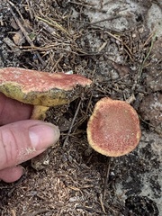 Baorangia bicolor